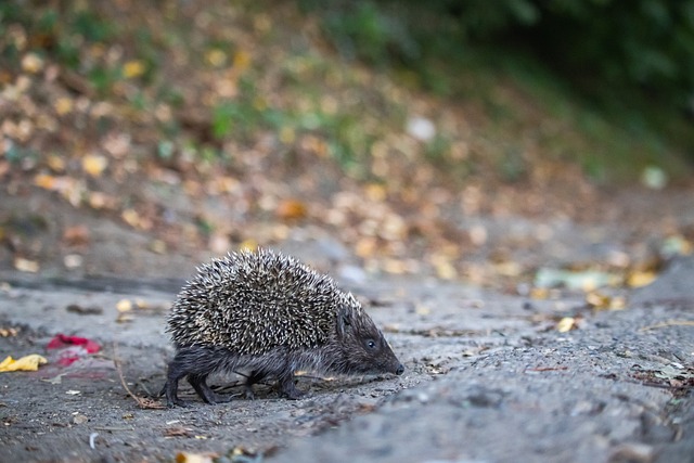 英超主场沦陷！弗兰克又输了，缔造队史耻辱纪录，9亿豪阵也没用